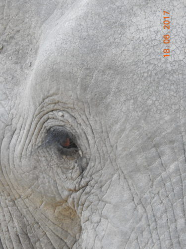 Up Close Elephant, Africa Safari