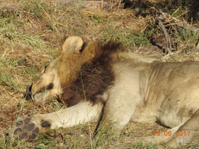 Lion, Big 5 Safari Africa