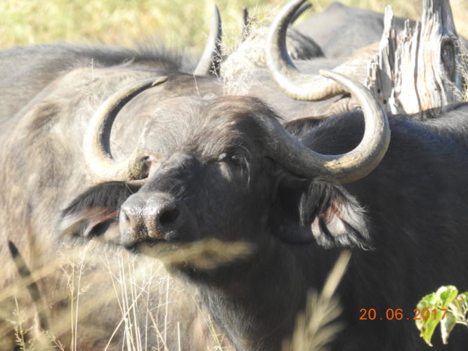 Buffalo, Big 5 Safari Africa