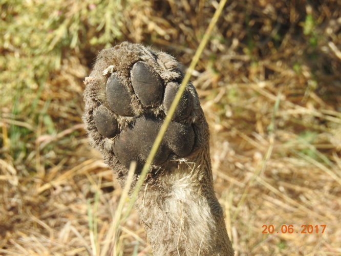 Lion Paw, Big 5 Safari Africa