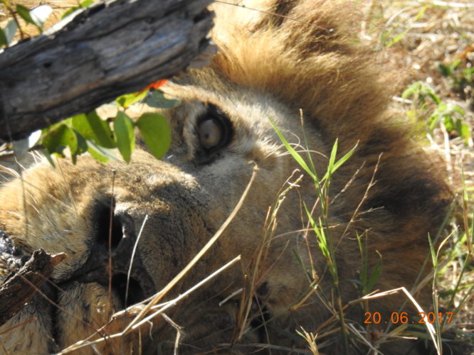 Lion, Big 5 Safari Africa