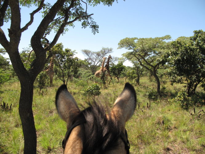 South Africa Horse riding safari honeymoon safari couples safari