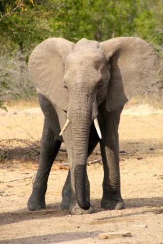 elephant big five safari