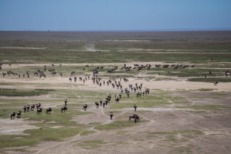 migration in Ndutu, Great migration safaris, wildebeest migration safari