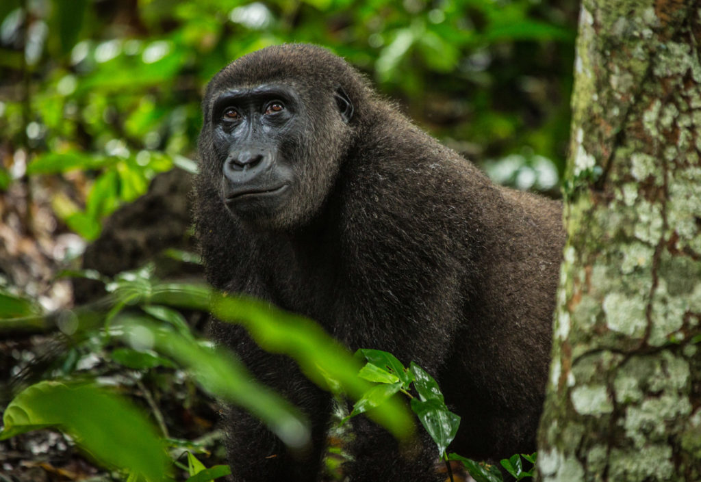 Gorilla conservation