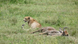 cheetah with the kill, Great migration safaris, wildebeest migration safari