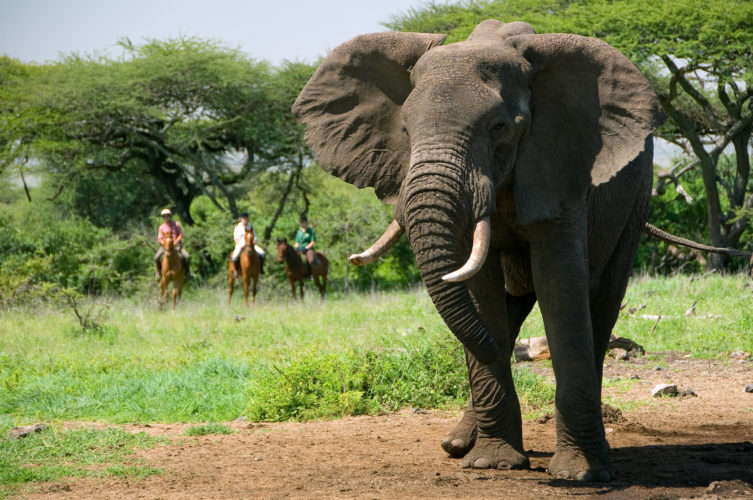 Reteti Elephant Sanctuary, Elephant, horse riding safaris in africa, big five safaris, kenya safari