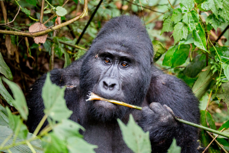 uganda Safari, Gorilla trekking in Uganda, uganda safari holidays , african wildlife safari tours, eco tourism, safari holiday packages from Australia, african wildlife safari tours, eco-tourism, sustainable tourism, conservation, gorilla trekking