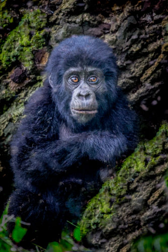 uganda Safari, Gorilla trekking in Uganda, uganda safari holidays , african wildlife safari tours, eco tourism, safari holiday packages from Australia, african wildlife safari tours, eco-tourism, sustainable tourism, conservation, gorilla trekking