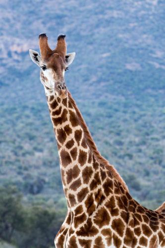 Giraffe, Gorilla Trekking safari Primate trekking, Uganda safari Holidays, wildlife safaris in Uganda, Mountain Gorillas, african wildlife safari tours Wildlife safaris in Uganda, eco tourism, safari holiday packages from Australia