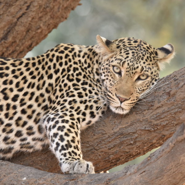 Zambia Safari south luangwa leopard