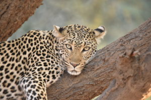 south luangwa safari, Honeymoon in Africa