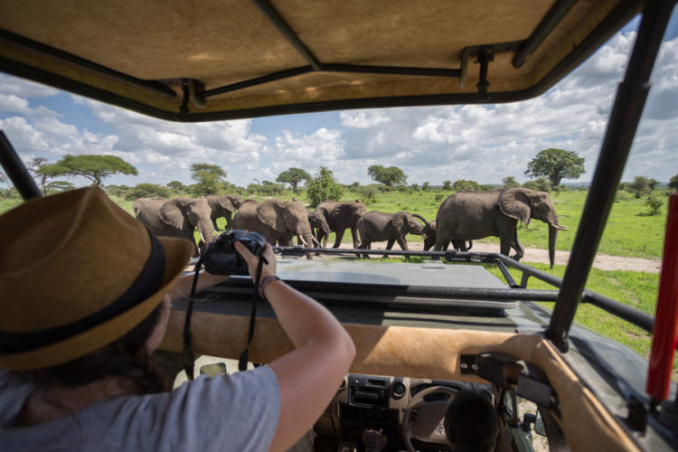 africa four wheel drive safaris, vehicle, elephants, photography, tarangire national park