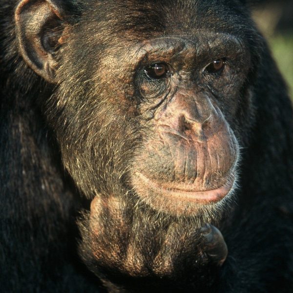 Chimpanzee in Uganda, Gorilla Trekking safari Primate trekking, Uganda safari Holidays, wildlife safaris in Uganda, Mountain Gorillas, african wildlife safari tours Wildlife safaris in Uganda, eco tourism, safari holiday packages from Australia
