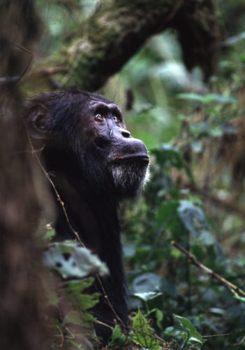 Uganda Chimp trekking