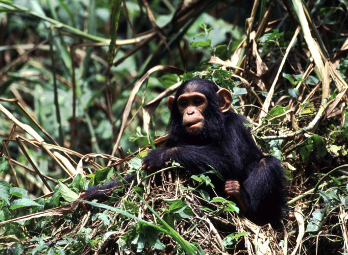 Uganda Safari chimp trekking