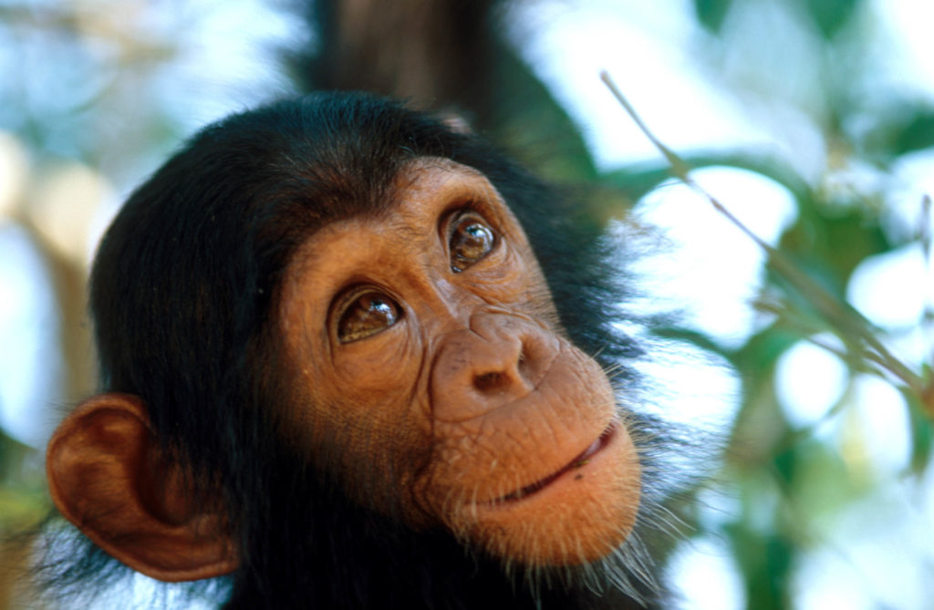 Uganda safari chimp trek