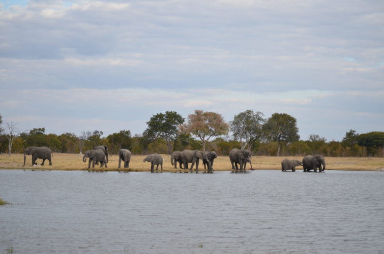 Hwange Safari
