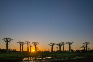 Madagascar Holiday baobab trees