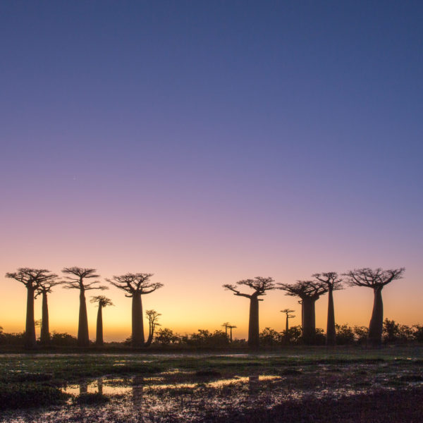 Madagascar Holiday sunset baobab trees