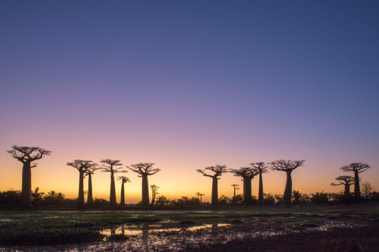 Madagascar Holiday sunset baobab trees
