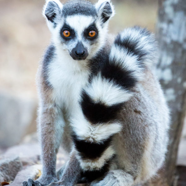 Madagascar Holiday lemur safari