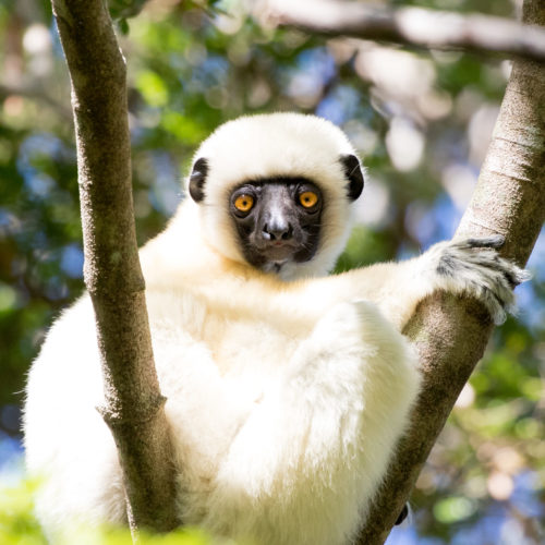 lemur safaris, madagascar holidays, gorilla trekking and primate safaris