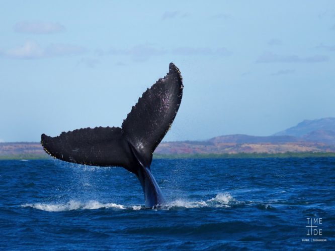 Whale watching Madagascar from Miavana