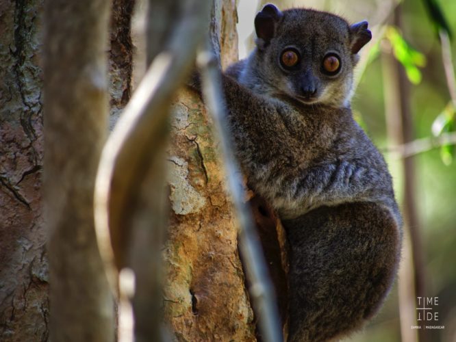 wildlife in Madagascar