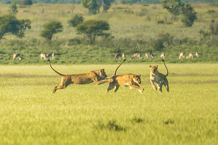 Wildlife safaris in Africa get you close to Africa’s big five safari beasts
