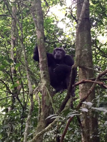 chimpanzee trekking Uganda chimp trek Kibale Forest