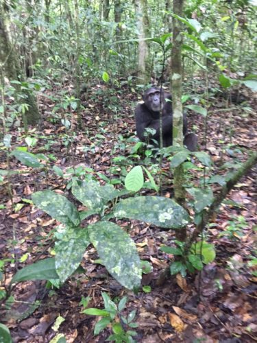 chimpanzee trekking Uganda chimp trek Kibale Forest