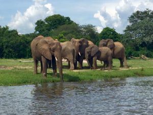 elephants on safari in Uganda