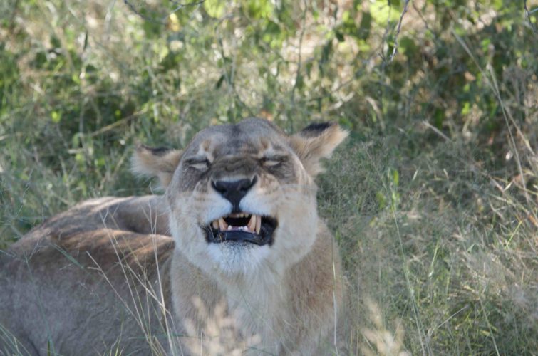 Botswana safaris, wildlife safaris, lions