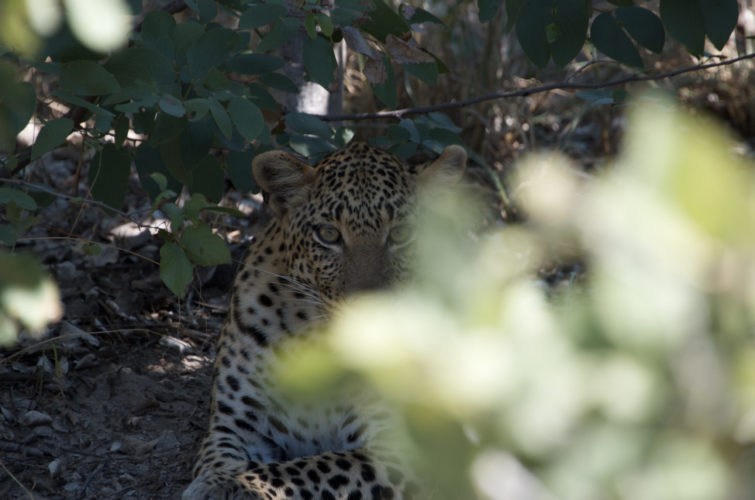 Botswana safars, moremi game reserve. big five safaris, leopard