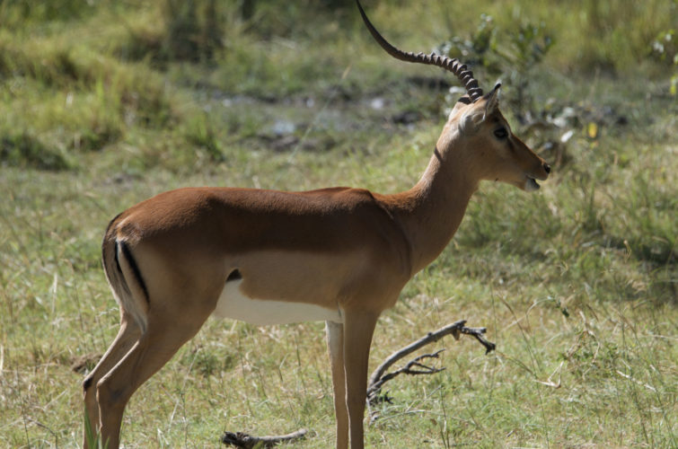 Botswana safaris, moremi game reserve, wildlife safaris