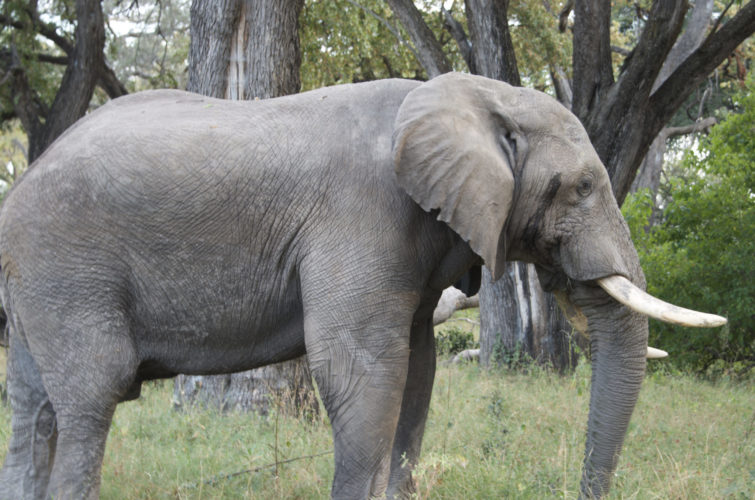 Botswana safaris, wildlife safaris, big five safaris, moremi game reserve, elephant
