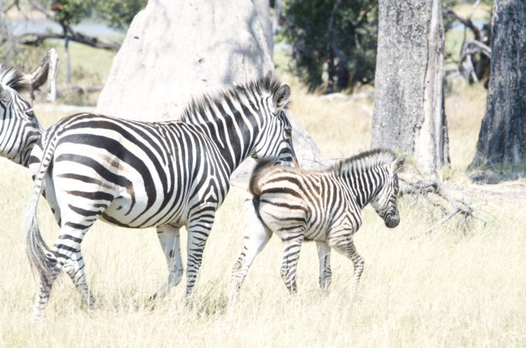 Botswana Safaris, wildlife safaris, moremi game reserve, zebra