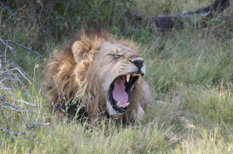 Botswana safaris, big five safaris, wildlife safaris, lion