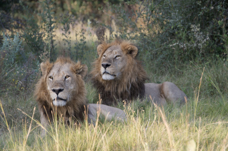 Botswana safaris, big five safaris, wildlife safaris, lions