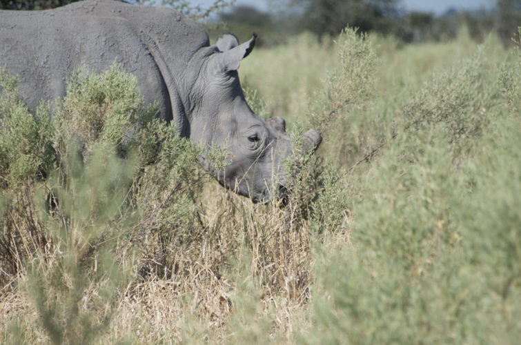 Botswana safaris, big five safaris, wildlife safaris, rhino