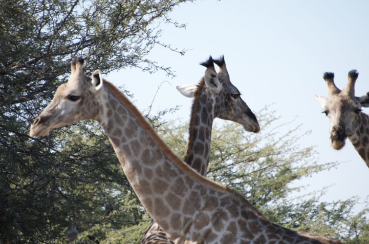 Botswana safaris, wildlife safaris, giraffes