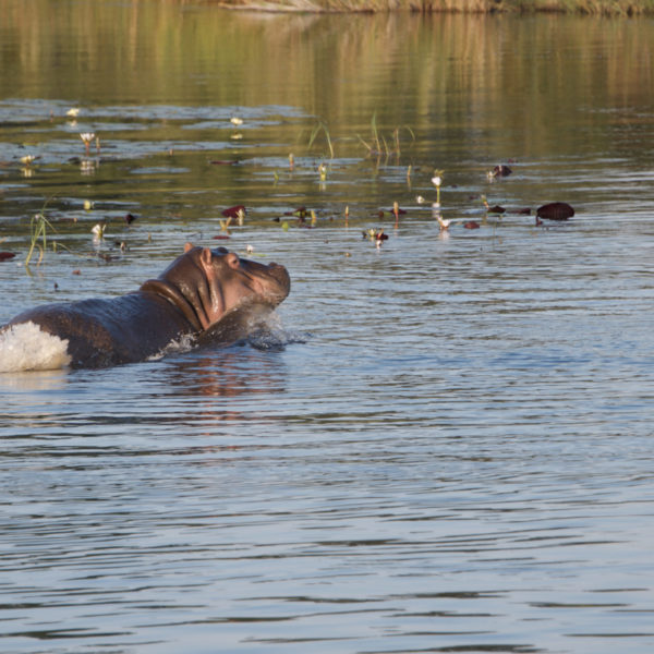 Botswana safaris, okavango delta, boating safaris, hippo