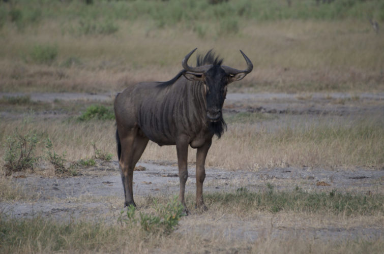 Botswana safaris, wildlife safaris, okavango delta, wildebeest, migration safaris
