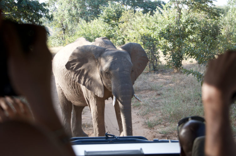 Botswana safaris, big five safaris, wildlife safaris, choeb national park, elephant