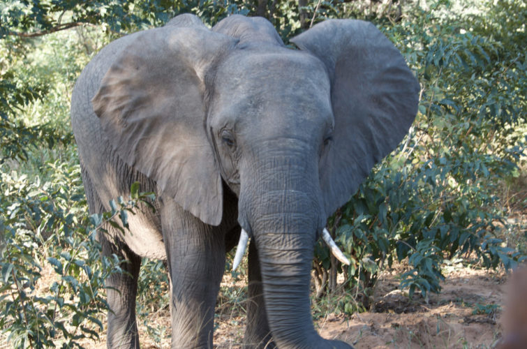 Botswana safaris, chobe national park, wildlife safaris, elephant