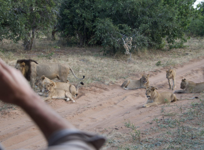 Botswana safaris, chobe national park, wildlife safaris, lions, big five safaris