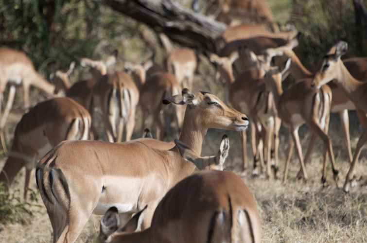 Botswana safaris, chobe national park, impala herd