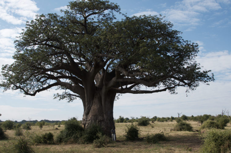 Botswana safaris, chobe national park, large tree, nature safaris