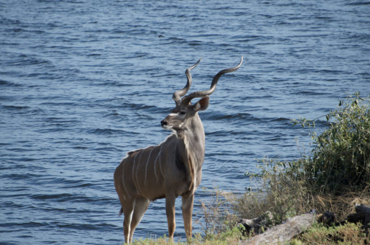 Botswana safaris, chobe national park, impala herd, wildlife safaris